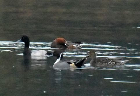 海ガモと淡水ガモ 川の鳥