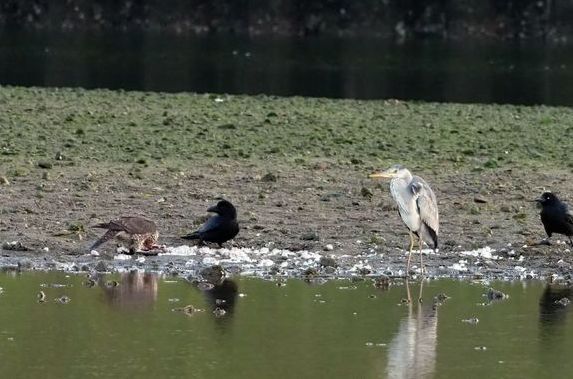 狩猟の対象鳥獣と山菜