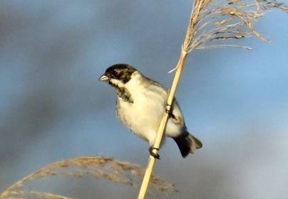 オオジュリンの羽色の変化 川の鳥